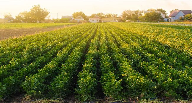 hotel pemar agricola.jpeg